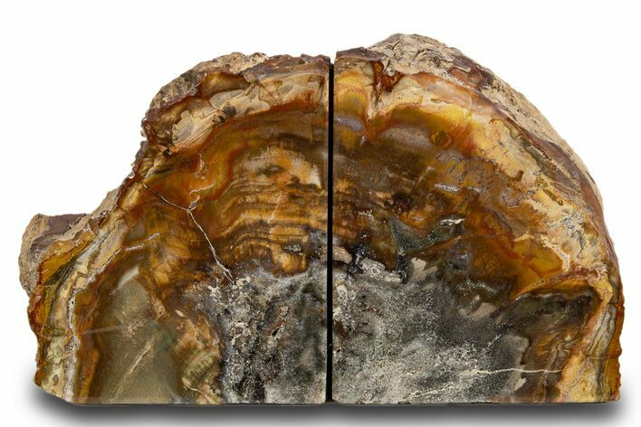 Tall Colorful Petrified Wood Bookends - Madagascar #303545